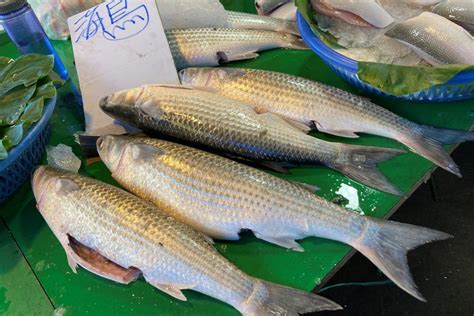 飼料魚是什麼魚|魚可以吃什麼？3種不同飼料和零食，讓魚更美更有活力！